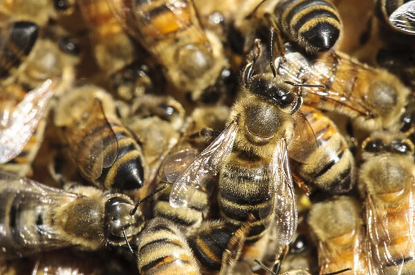 Seattle. Honeybees in beehive