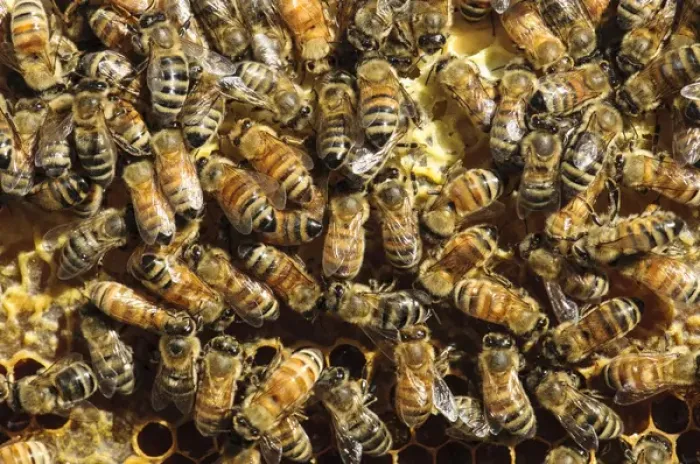 Framed Print : Seattle. Honeybees in beehive Framed Print : Seattle. Honeybees in beehive