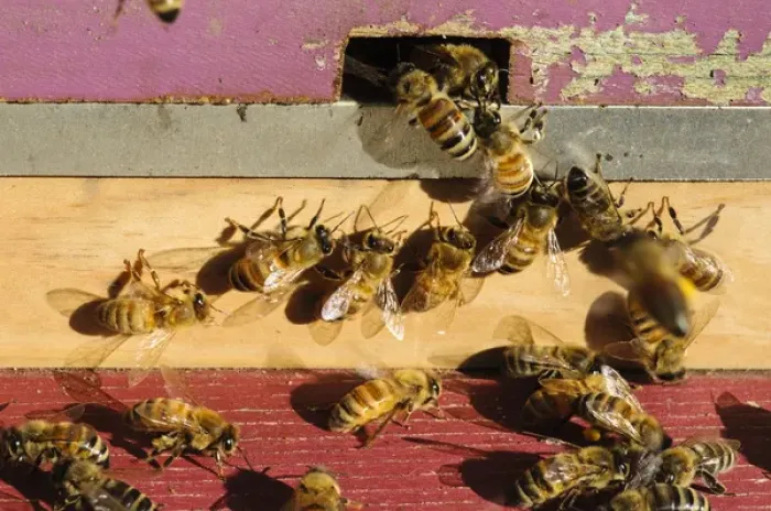 Framed Print : Seattle. Honeybees at entrance to beehive