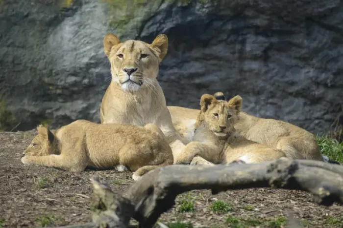Framed Print : Seattle, Washington. Mother lion with cubs (Panthera leo) at Woodland Park Zoo Framed Print : Seattle, Washington. Mother lion with cubs (Panthera leo) at Woodland Park Zoo