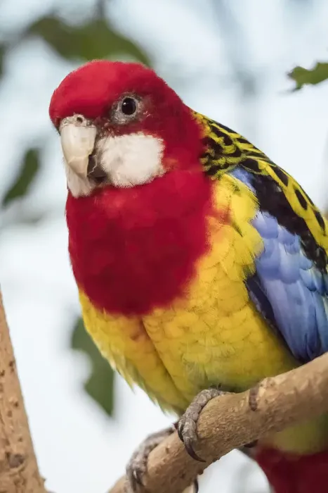 Framed Print : Seattle, Washington State, USA. Eastern Rosella is a rosella native to southeast of the Australian continent and to Tasmania. Captive at Woodland Park Zoo