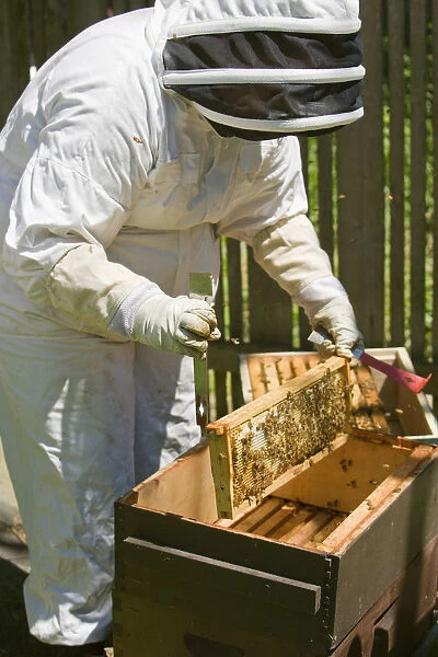 Seattle, Washington State, USA. Female beekeeper inserting a frame covered with honeybees