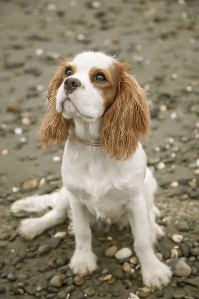 Seattle, Washington State, USA. Six month old Cavalier King Charles Spaniel puppy