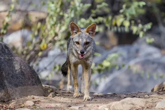 Framed Print : The sechuran fox is found in equatorial dry forest of Chaparri Ecological Reserve