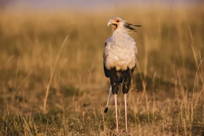 Framed Print : Secretary Bird, Sagittarius serpentarius, Masai Mara, Kenya