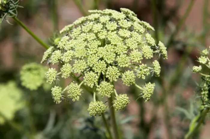 Framed Print : The seed head of a female carrot plant in Canyon County, Idaho