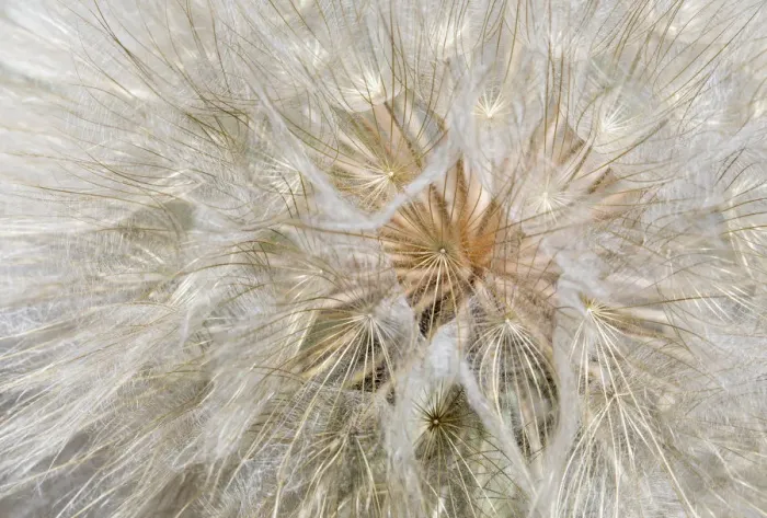 Framed Print : Seedhead of yellow salsify, Eastern Washington Framed Print : Seedhead of yellow salsify, Eastern Washington