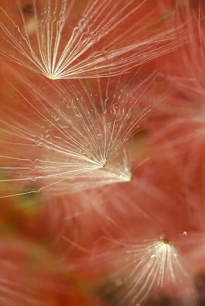 Seedheads Flying in Fall. Credit as: Nancy Rotenberg  /  Jaynes Gallery  /  DanitaDelimont