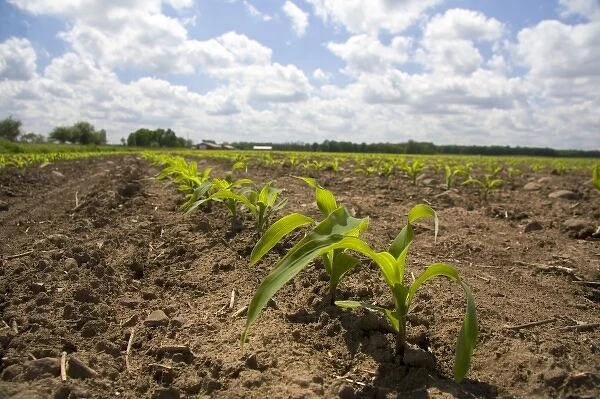 Seedling corn plants on a farm in Montcalm County, Michigan