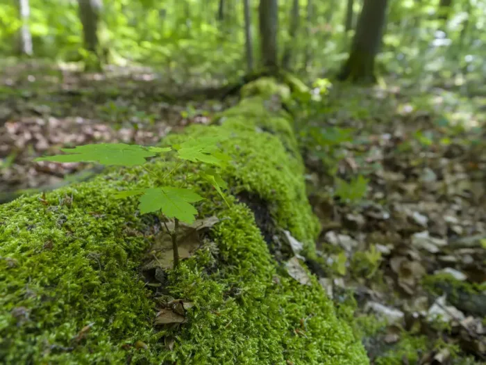 Framed Print : Seedling on deadwood. The Thuringian Forest Nature Park Framed Print : Seedling on deadwood. The Thuringian Forest Nature Park