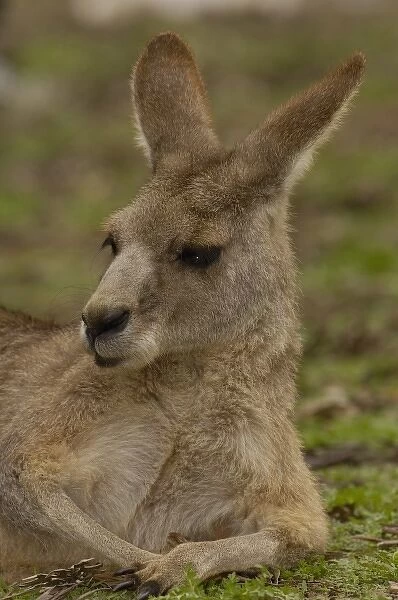 Most often seen in Australia, Eastern Grey Kangaroo (Macropus giganteus), and captive