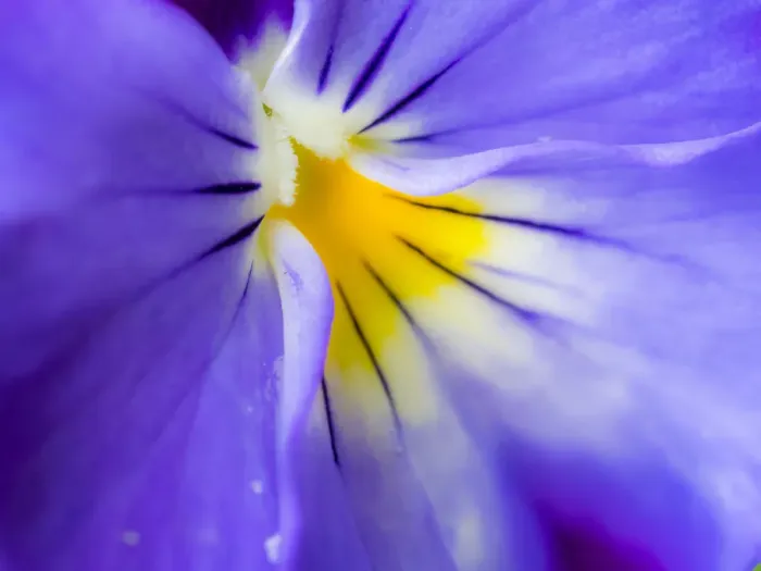 Framed Print : Selective focus close-up of blue pansy Framed Print : Selective focus close-up of blue pansy