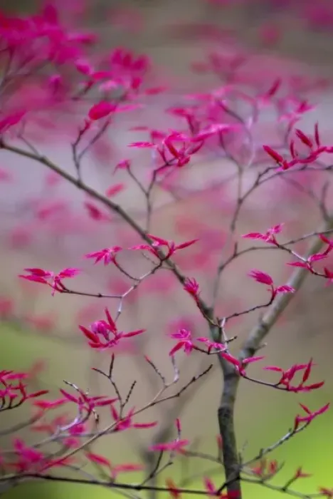 Framed Print : Selective Focus on Spring Tree Framed Print : Selective Focus on Spring Tree