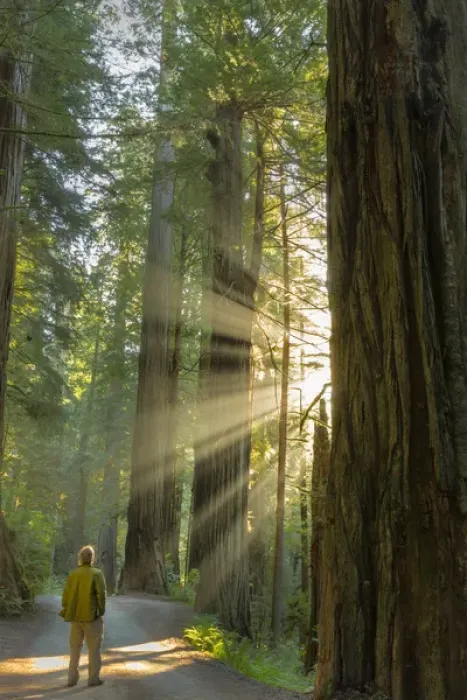 Framed Print : Self portrait in god rays among giant redwood trees in Jebediah, Smith State Park