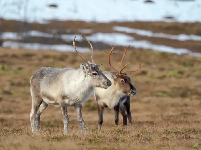 Framed Print : Semi-domesticated reindeer on the island Senja near Mefjordvaer during late winter. Norway