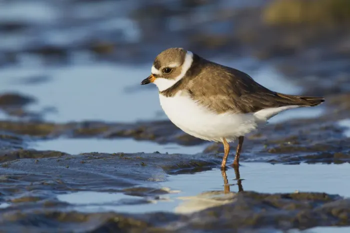 Framed Print : Semipalmated Plover Framed Print : Semipalmated Plover