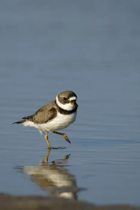 Framed Print : Semipalmated plover, Charadrius semipalmatus, Welder flats, Texas Framed Print : Semipalmated plover, Charadrius semipalmatus, Welder flats, Texas