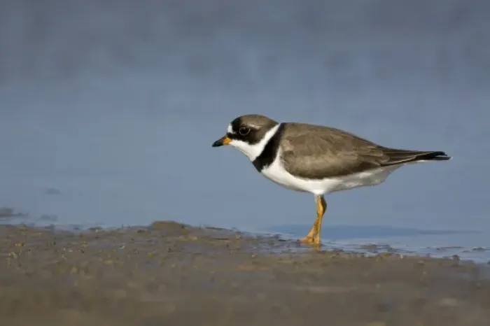 Framed Print : Semipalmated plover, Charadrius semipalmatus, Welder flats, Texas Framed Print : Semipalmated plover, Charadrius semipalmatus, Welder flats, Texas