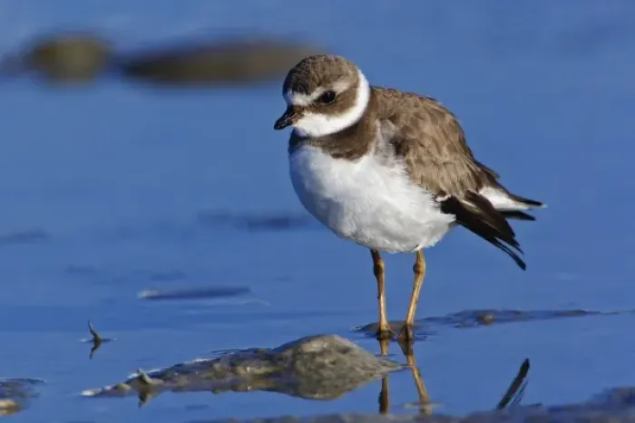 Framed Print : Semipalmated Plover, Charadrius semipalmatus, Ding Darling National Wildlife Refuge Framed Print : Semipalmated Plover, Charadrius semipalmatus, Ding Darling National Wildlife Refuge