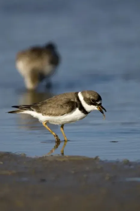 Framed Print : Semipalmated plover feeding on worms, Charadrius semipalmatus, Welder flats, Texas Framed Print : Semipalmated plover feeding on worms, Charadrius semipalmatus, Welder flats, Texas