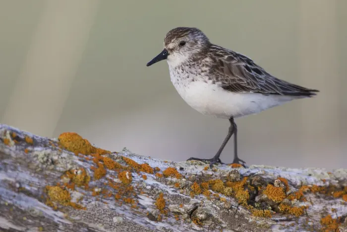 Framed Print : Semipalmated sandpiper Framed Print : Semipalmated sandpiper