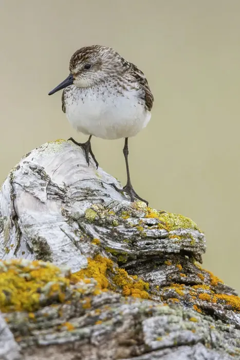 Framed Print : Semipalmated sandpiper, posing on driftwood, Alaska, USA Framed Print : Semipalmated sandpiper, posing on driftwood, Alaska, USA