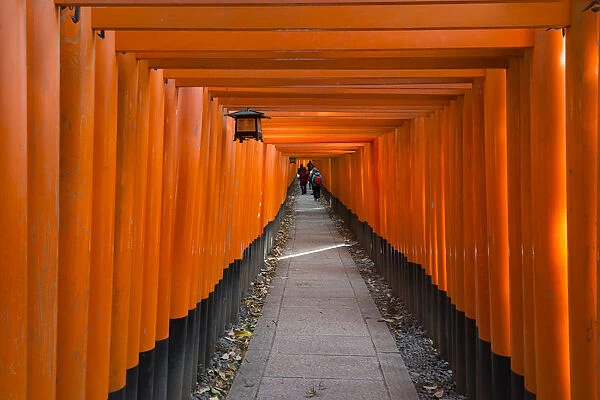 Senbon Torii (thousands of Torii gates) in Fushimi Inari Shrine, Kyoto, Japan