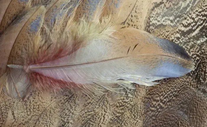 Framed Print : Senegal Bustard close-up of feathers Framed Print : Senegal Bustard close-up of feathers