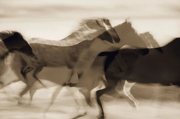 Sepia abstract of wild mustangs (Equus caballus) running. Oregon, USA