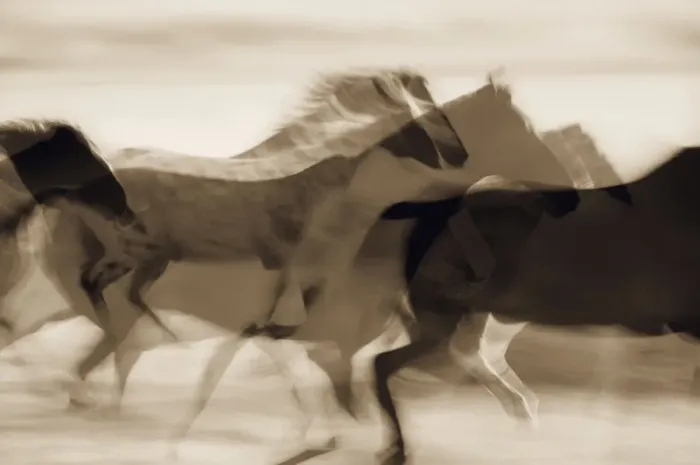 Framed Print : Sepia abstract of wild mustangs (Equus caballus) running. Oregon, USA Framed Print : Sepia abstract of wild mustangs (Equus caballus) running. Oregon, USA