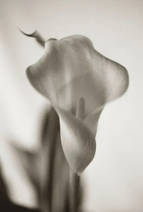 Framed Print : Sepia tone Calla Lily