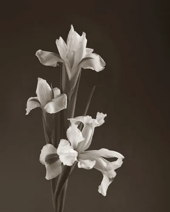 Framed Print : Sepia tone Iris Framed Print : Sepia tone Iris