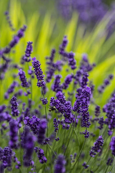Sequim, Washington State, lavender field blooms