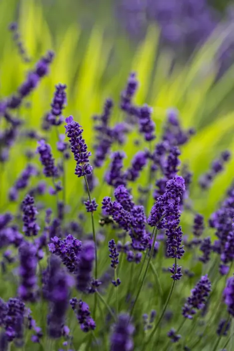 Framed Print : Sequim, Washington State, lavender field blooms Framed Print : Sequim, Washington State, lavender field blooms