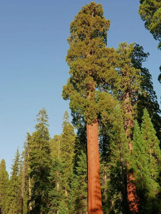 Framed Print : Sequoia National Park, California