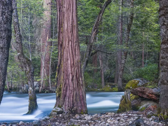 Framed Print : Sequoias and Merced River, Yosemite National Park, California, USA Framed Print : Sequoias and Merced River, Yosemite National Park, California, USA