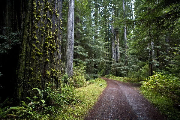 Sequoias in Redwood NP, California