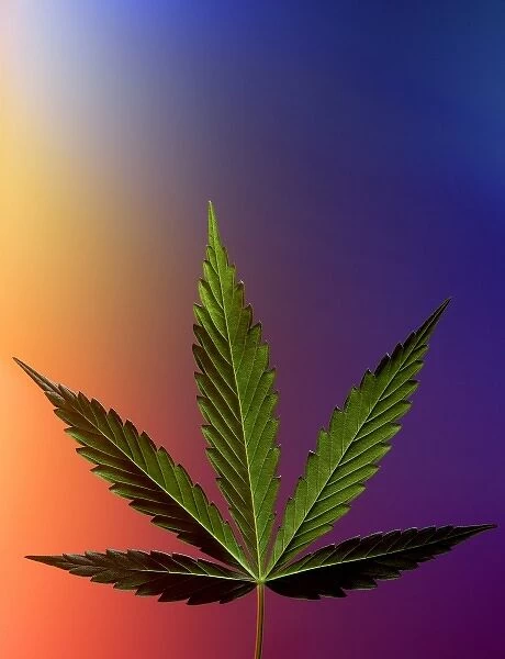 Serbia, Belgrade. Marijuana leaf