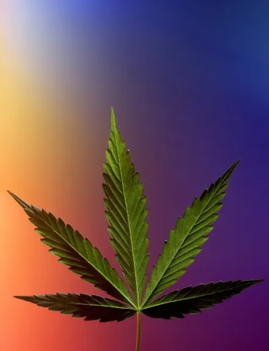 Framed Print : Serbia, Belgrade. Marijuana leaf