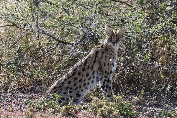 Serval (Leptailurus serval), Ndutu, Ngorongoro Conservation Area, Serengeti, Tanzania
