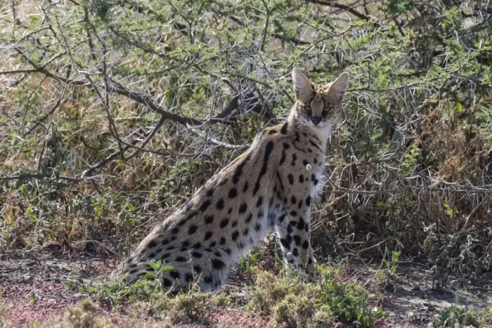 Framed Print : Serval (Leptailurus serval), Ndutu, Ngorongoro Conservation Area, Serengeti, Tanzania Framed Print : Serval (Leptailurus serval), Ndutu, Ngorongoro Conservation Area, Serengeti, Tanzania