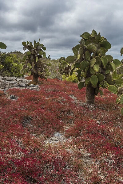 Sesuvium edmonstonei and cactus, South Plaza Island, Galapagos islands, Ecuador