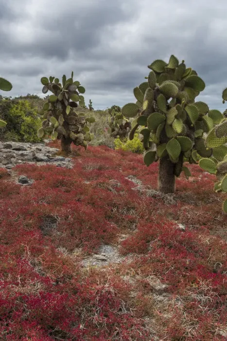 Framed Print : Sesuvium edmonstonei and cactus, South Plaza Island, Galapagos islands, Ecuador