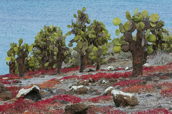 Sesuvium edmonstonei and cactus, South Plaza Island, Galapagos islands, Ecuador