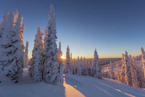 Setting sun through forest of snowghosts at Whitefish, Montana, USA