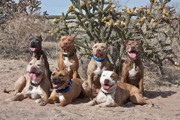 Seven American Pitt Bull Terrier dogs posing for the camera with blooming cactus
