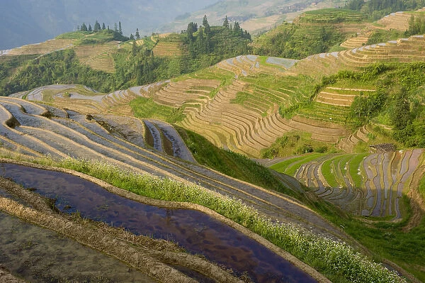 Seven Stars and Moon viewpoint, Dragons Backbone Rice Terraces, near Zhuang village of Ping An