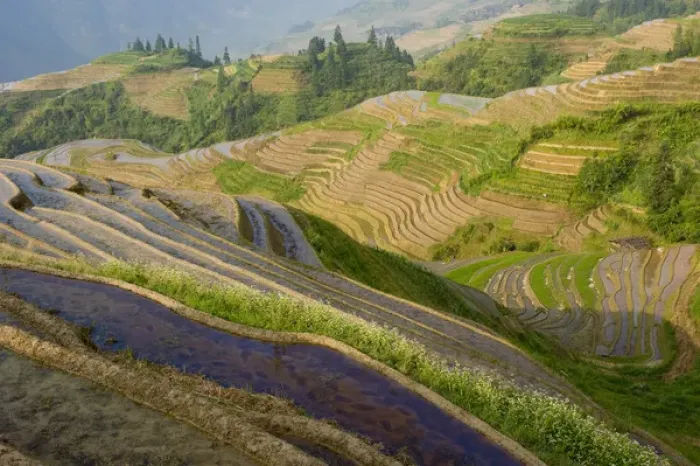 Framed Print : Seven Stars and Moon viewpoint, Dragons Backbone Rice Terraces, near Zhuang village of Ping An