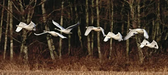 Framed Print : Seven Trumpeter Swans (Cygnus buccinator) flying in afternoon light with deciduous Framed Print : Seven Trumpeter Swans (Cygnus buccinator) flying in afternoon light with deciduous