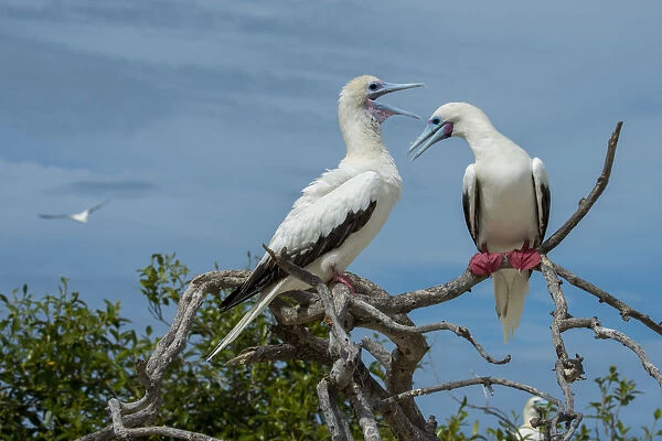Seychelles, Indian Ocean, Aldabra, Cosmoledo Atoll. Important bird nesting colony